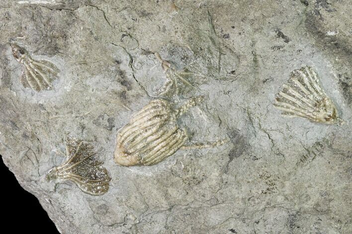 Five Fossil Crinoids (Dichocrinus & Eretmocrinus) - Gilmore City, Iowa #148694